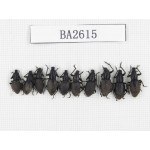 Curculionidae sp. China, Tibet, Linzhi, Bomi county. 10Pcs. BA2615.