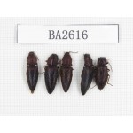 Elateridae sp. China, Tibet, Linzhi, Bomi county. 5Pcs. BA2616.