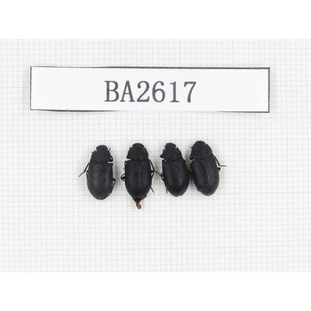 Coleoptera sp. China, Tibet, Linzhi, Bomi county. 4Pcs. BA2617.