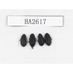 Coleoptera sp. China, Tibet, Linzhi, Bomi county. 4Pcs. BA2617.