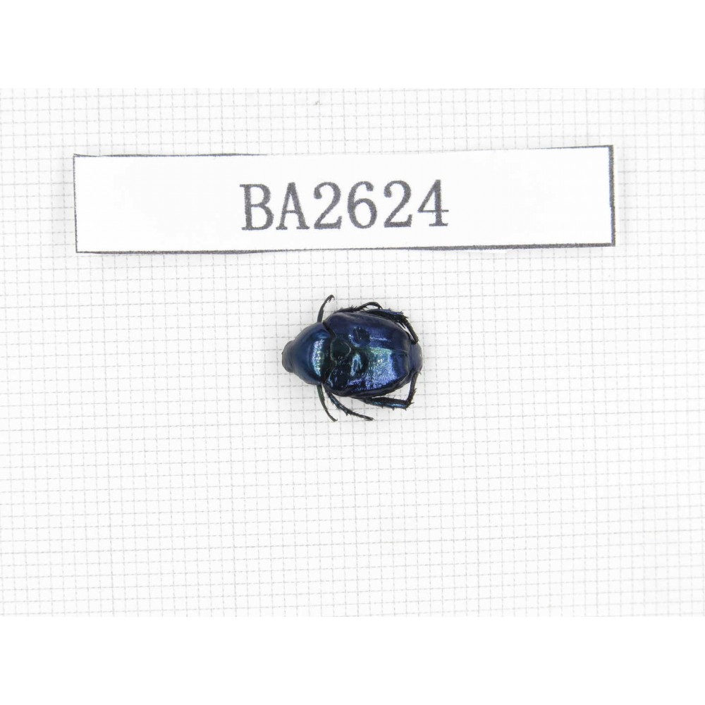 Cetoniidae sp. China, Tibet, Linzhi, Bomi county. 1Pcs. BA2624.