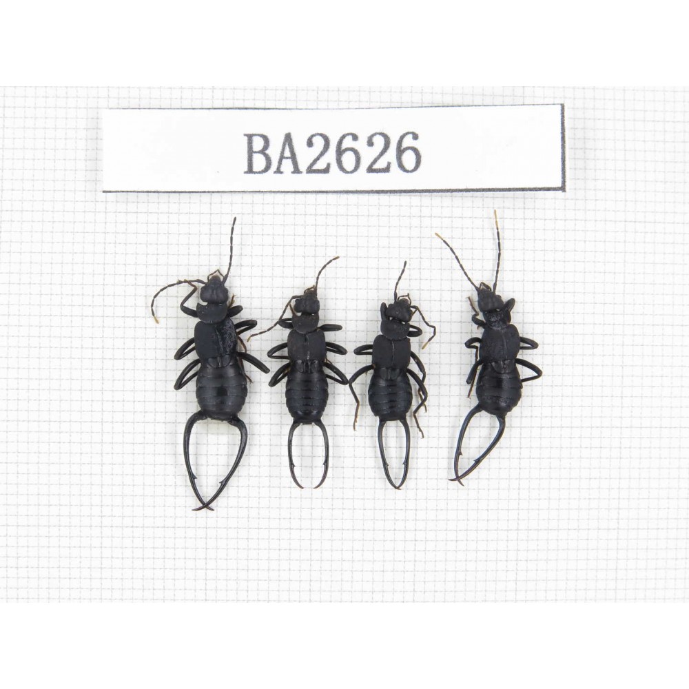 Dermaptera sp. China, Tibet, Linzhi, Bomi county. 4Pcs. BA2626.