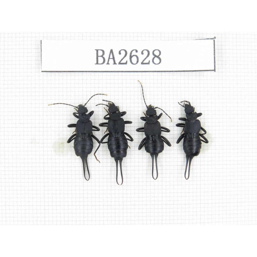 Dermaptera sp. China, Tibet, Linzhi, Bomi county. 4Pcs. BA2628.