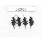Dermaptera sp. China, Tibet, Linzhi, Bomi county. 4Pcs. BA2628.