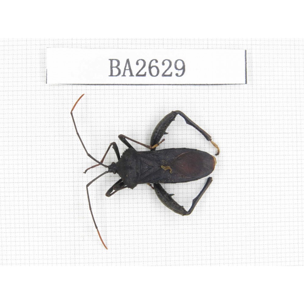 Hemiptera sp. China, Tibet, Linzhi, Bomi county. 1Pcs. BA2629.