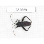 Hemiptera sp. China, Tibet, Linzhi, Bomi county. 1Pcs. BA2629.