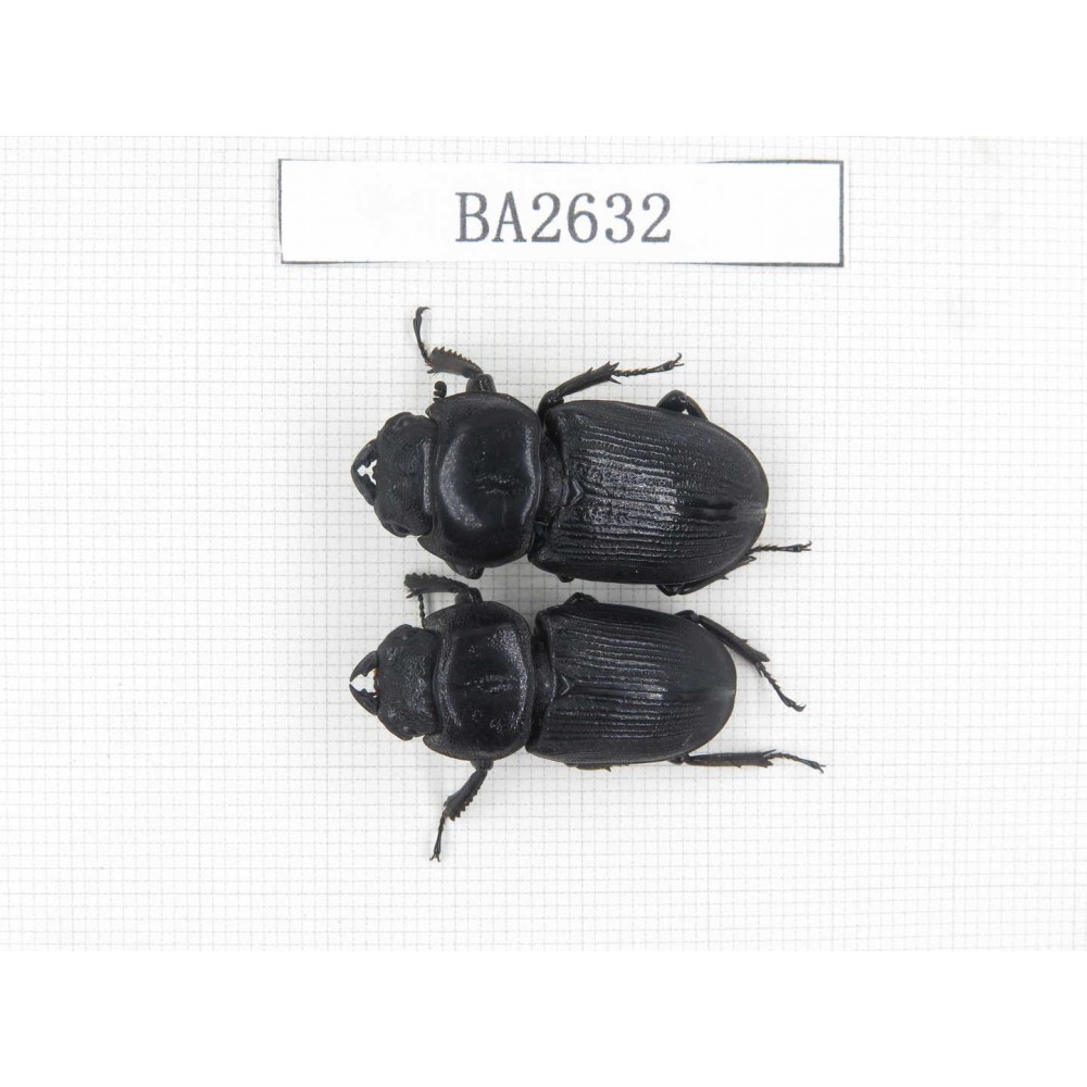 Dorcus sp. China, Tibet, Linzhi, Bomi county. 2F. BA2632.