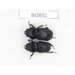 Dorcus sp. China, Tibet, Linzhi, Bomi county. 2F. BA2632.