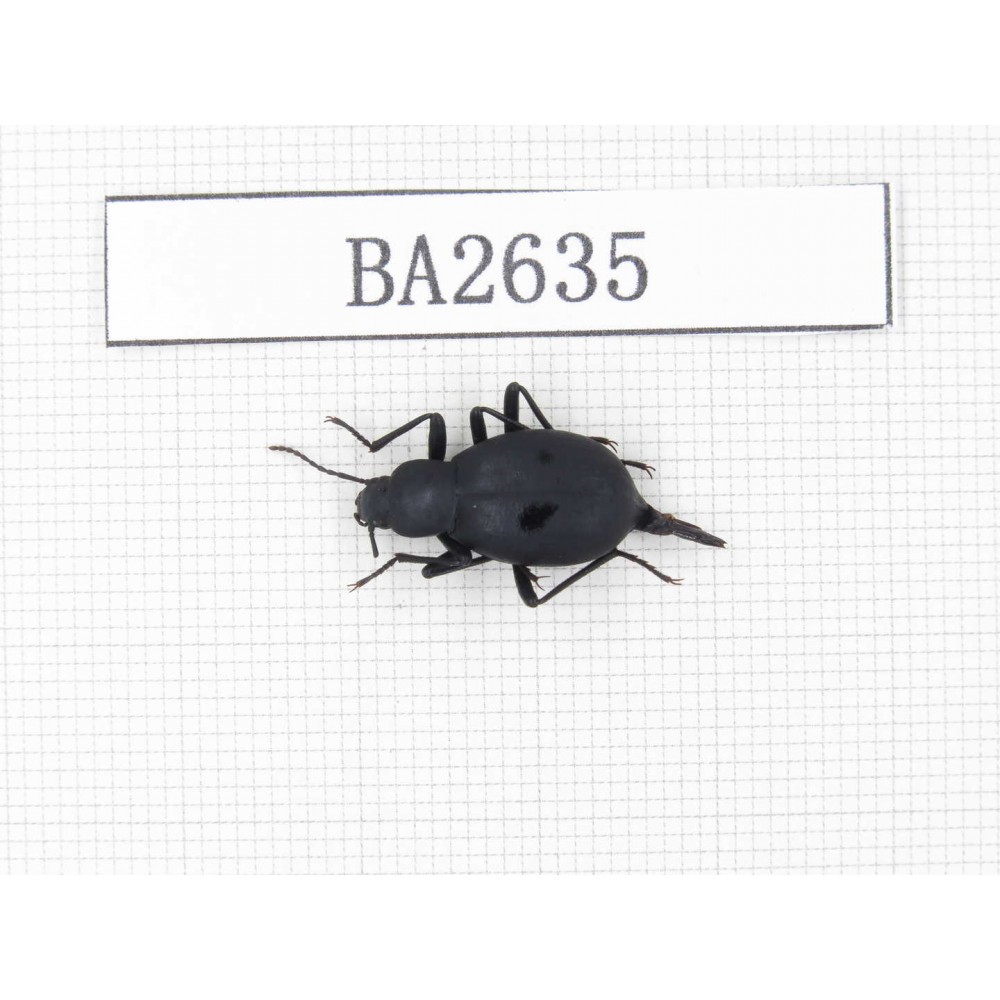 Tenebrionidae sp. China, Tibet, Linzhi, Bomi county. 1Pcs. BA2635.