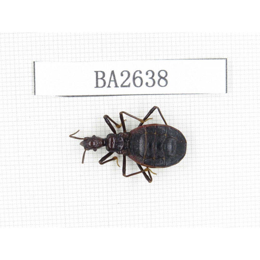 Coleoptera sp. China, Tibet, Linzhi, Bomi county. 1Pcs. BA2638.