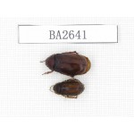 Melolonthidae sp. China, Tibet, Linzhi, Bomi county. 2Pcs. BA2641.