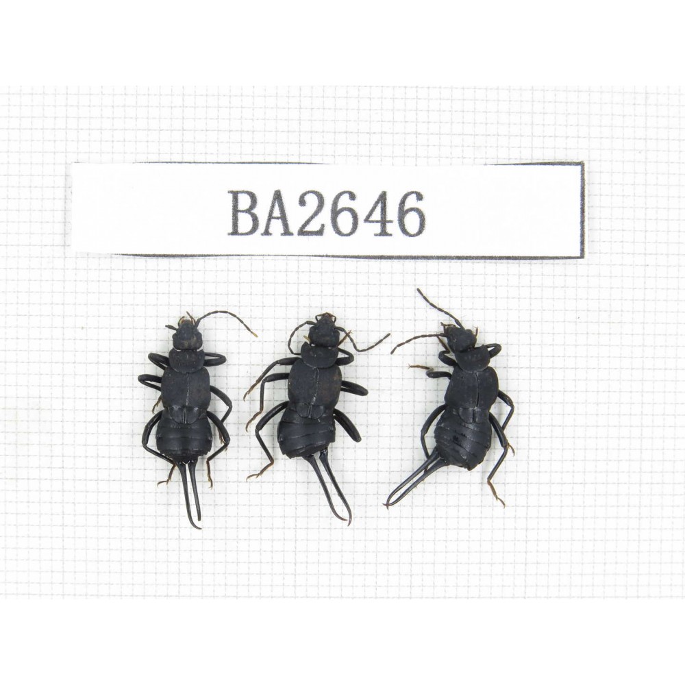 Dermaptera sp. China, Tibet, Linzhi, Bomi county. 3Pcs. BA2646.
