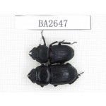 Dorcus sp. China, Tibet, Linzhi, Bomi county. 2F. BA2647.