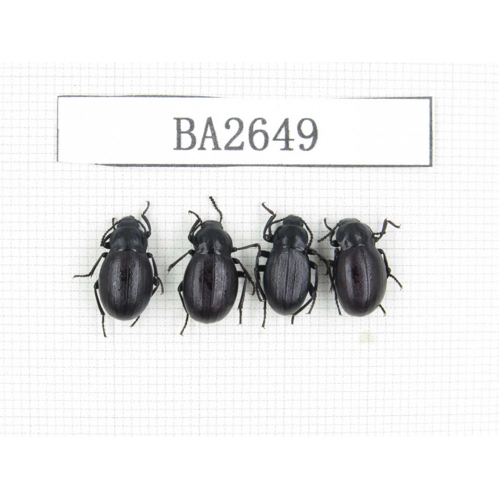 Tenebrionidae sp. China, Tibet, Linzhi, Mt.Serkyla. 4Pcs. BA2649.