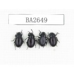 Tenebrionidae sp. China, Tibet, Linzhi, Mt.Serkyla. 4Pcs. BA2649.