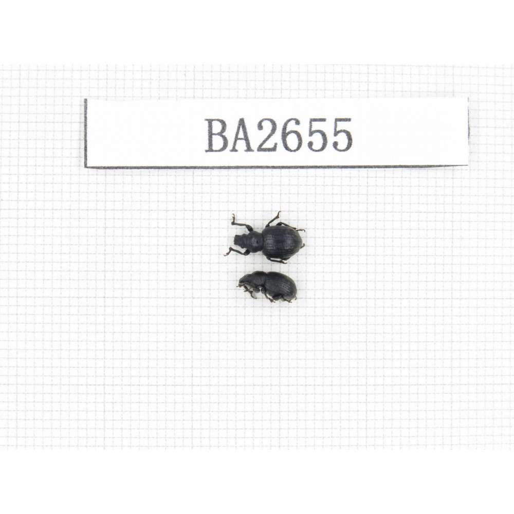 Curculionidae sp. China, Tibet, Linzhi, Mt.Serkyla. 2Pcs. BA2655.