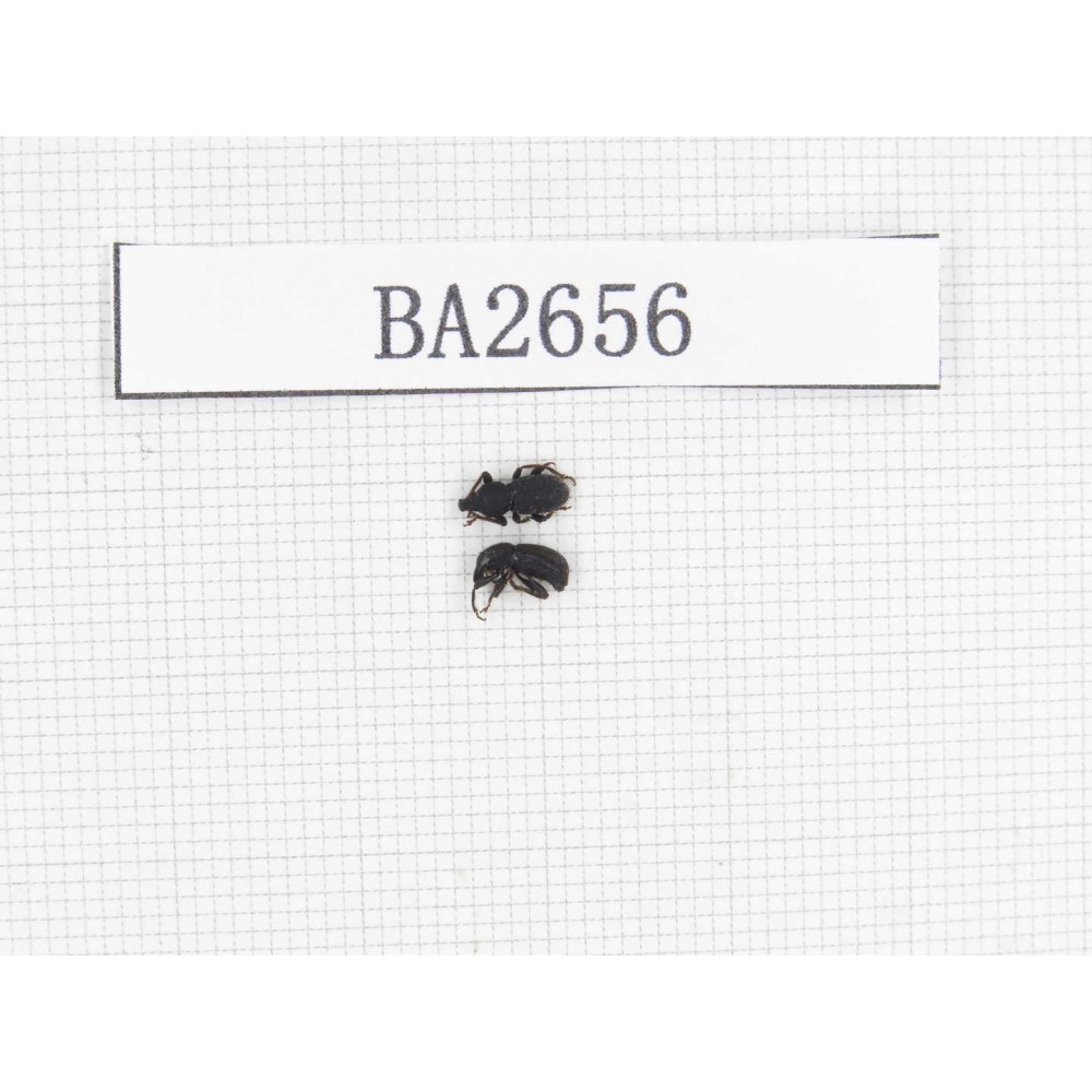 Curculionidae sp. China, Tibet, Linzhi, Mt.Serkyla. 2Pcs. BA2656.