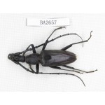 Cerambycidae sp. Indonesia, Yapen Island. 1Pcs. BA2657.