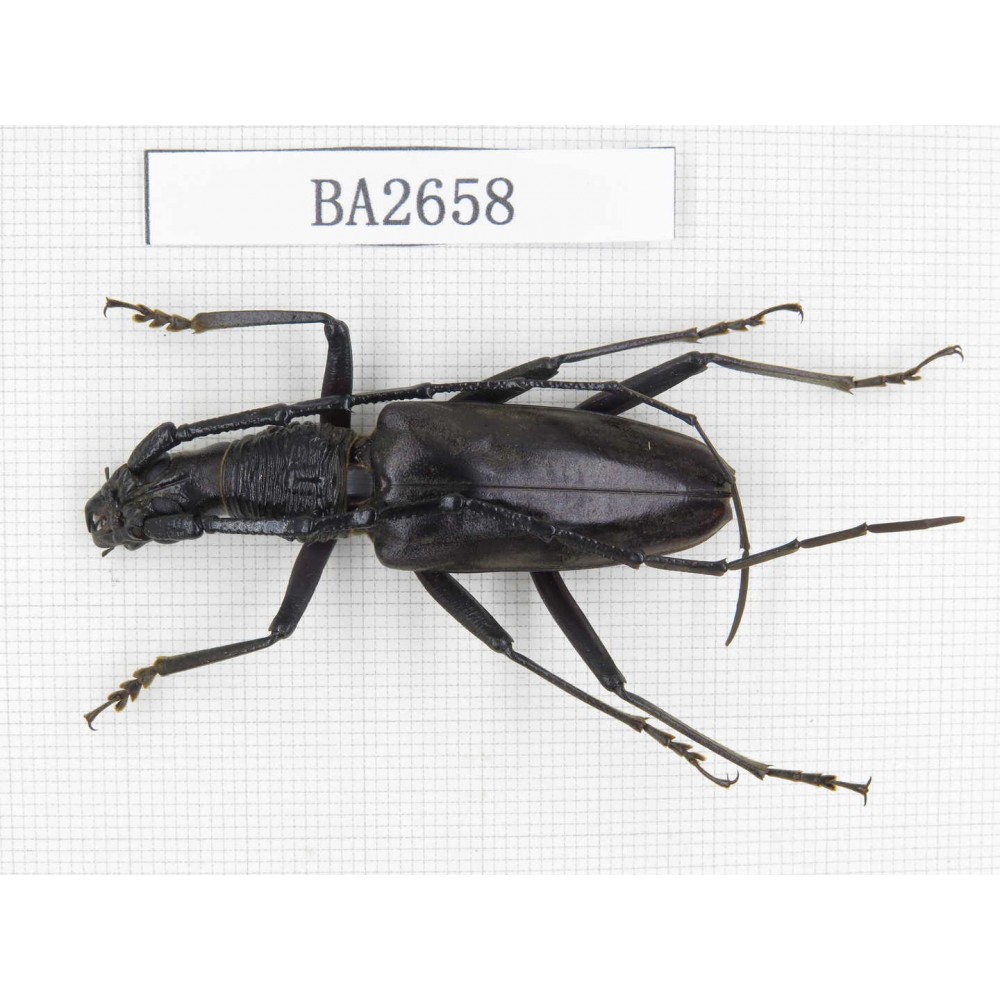 Cerambycidae sp. Indonesia, Yapen Island. 1Pcs. BA2658.