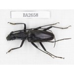 Cerambycidae sp. Indonesia, Yapen Island. 1Pcs. BA2658.