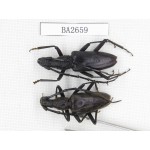 Cerambycidae sp. Indonesia, Yapen Island. 2Pcs. BA2659.