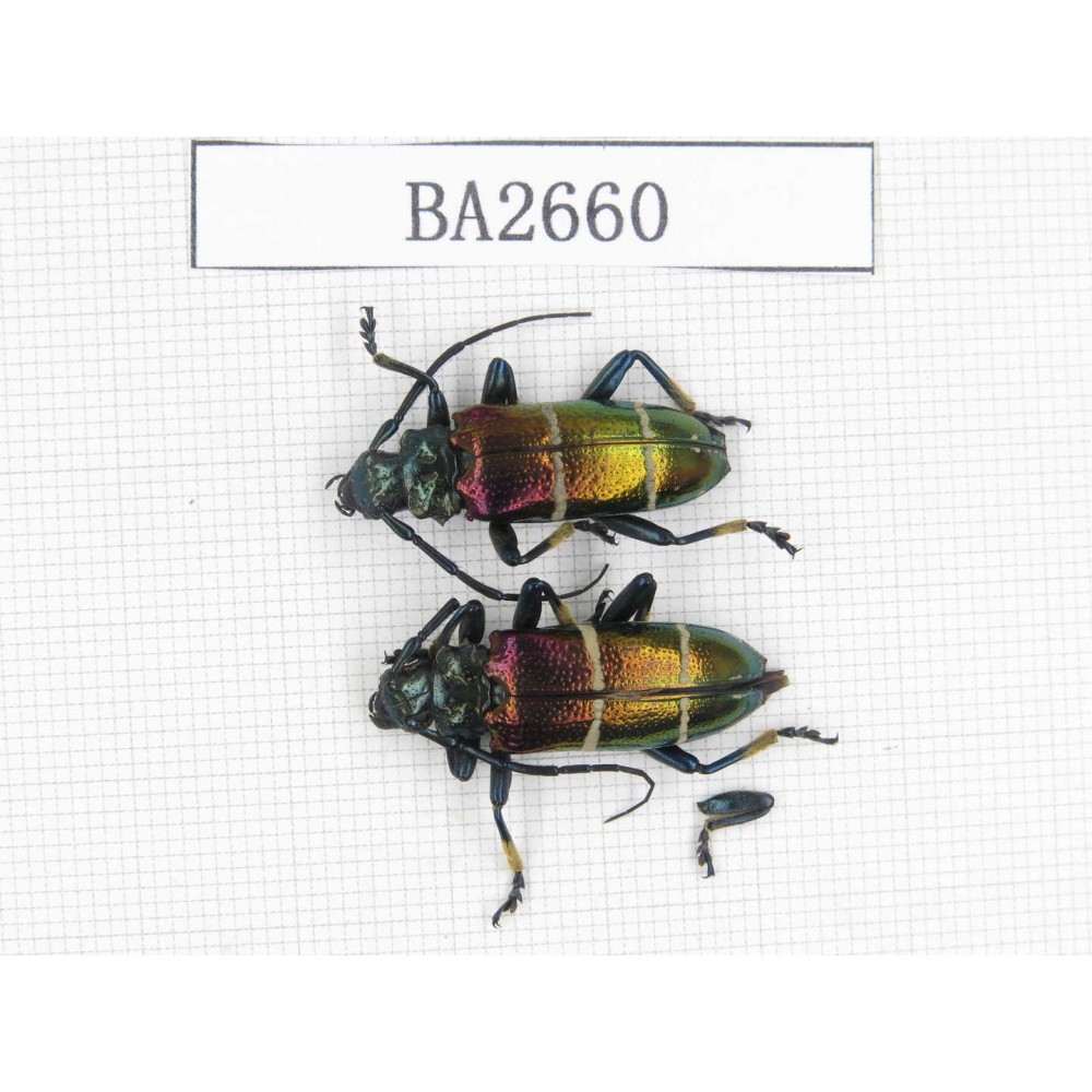 Cerambycidae sp. Indonesia, Yapen Island. 2Pcs. BA2660.