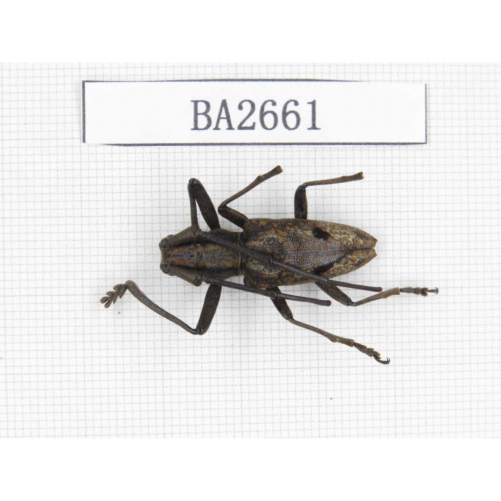 Cerambycidae sp. Indonesia, Yapen Island. 1Pcs. BA2661.