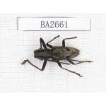 Cerambycidae sp. Indonesia, Yapen Island. 1Pcs. BA2661.