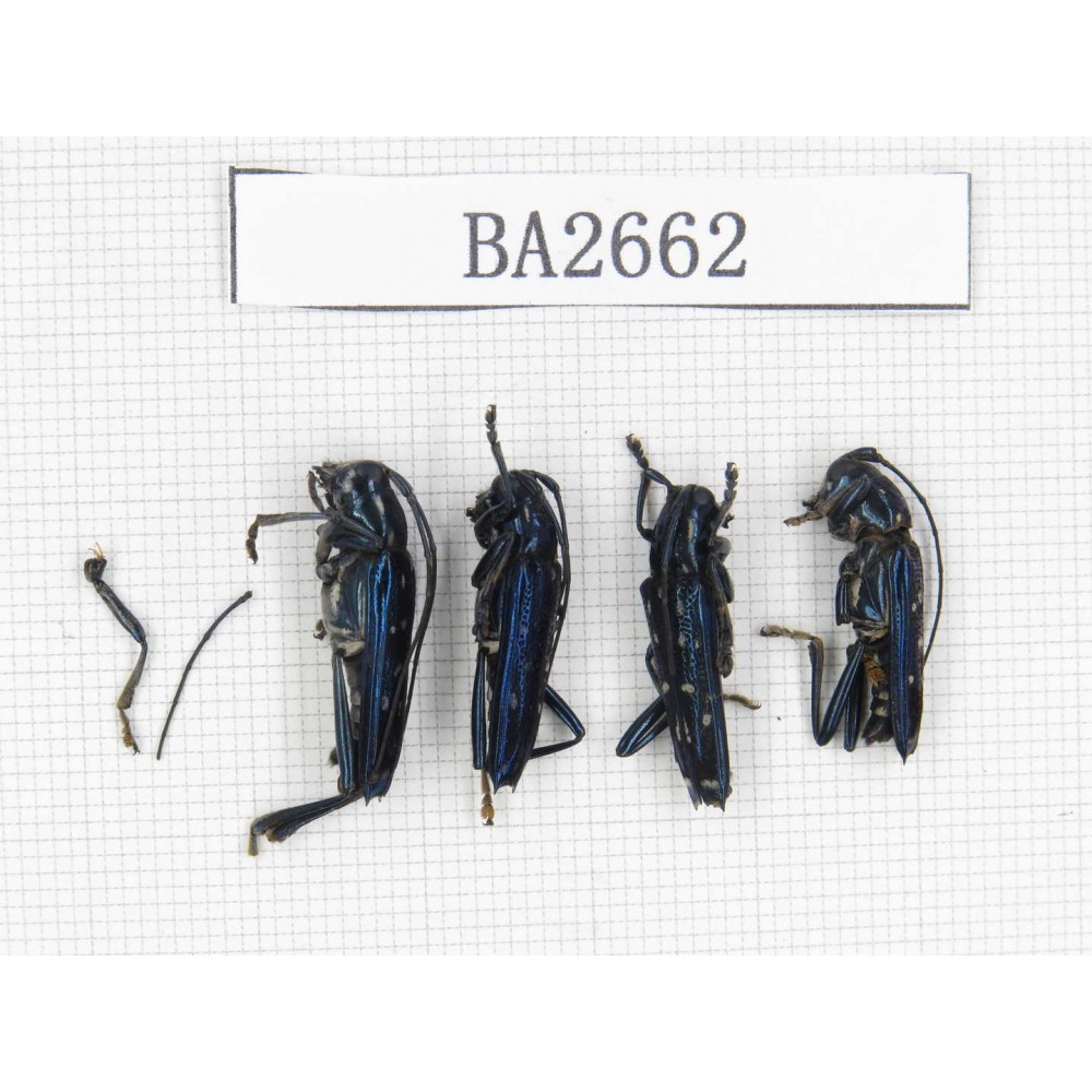 Cerambycidae sp. Indonesia, Yapen Island. 4Pcs. BA2662.