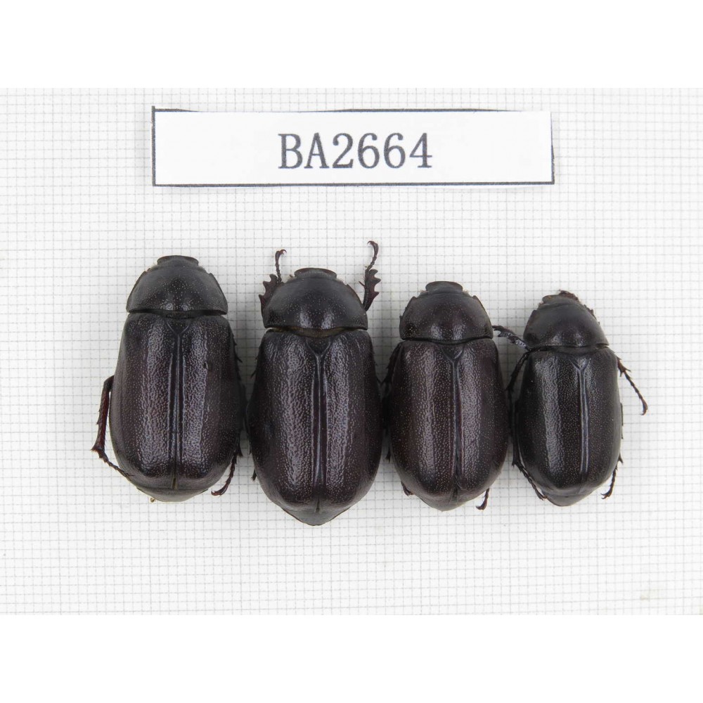 Melolonthidae sp. Indonesia, Yapen Island. 4Pcs. BA2664.