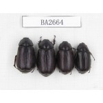 Melolonthidae sp. Indonesia, Yapen Island. 4Pcs. BA2664.