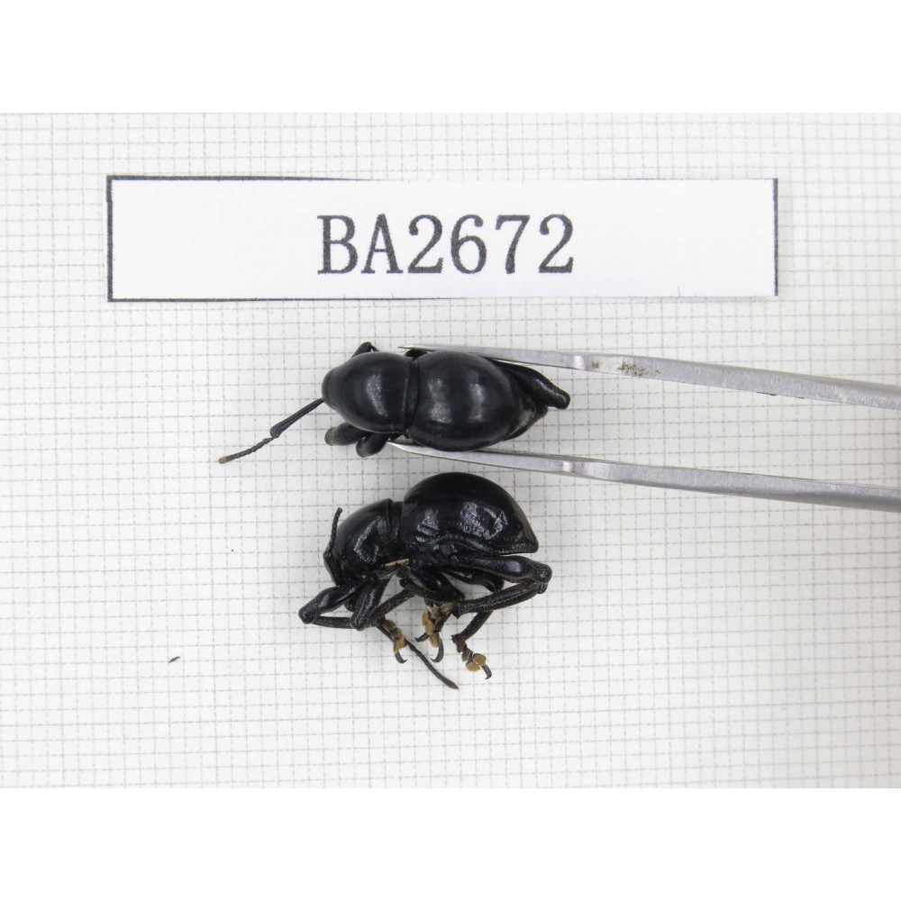 Curculionidae sp. Indonesia, Yapen Island. 2Pcs. BA2672.
