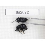 Curculionidae sp. Indonesia, Yapen Island. 2Pcs. BA2672.