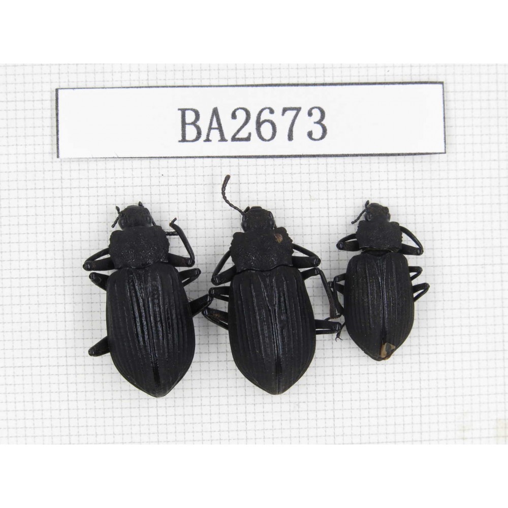 Tenebrionidae sp. Indonesia, Yapen Island. 3Pcs. BA2673.