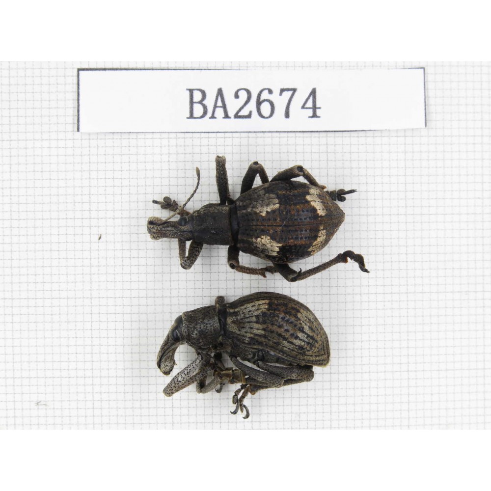Curculionidae sp. Indonesia, Yapen Island. 2Pcs. BA2674.