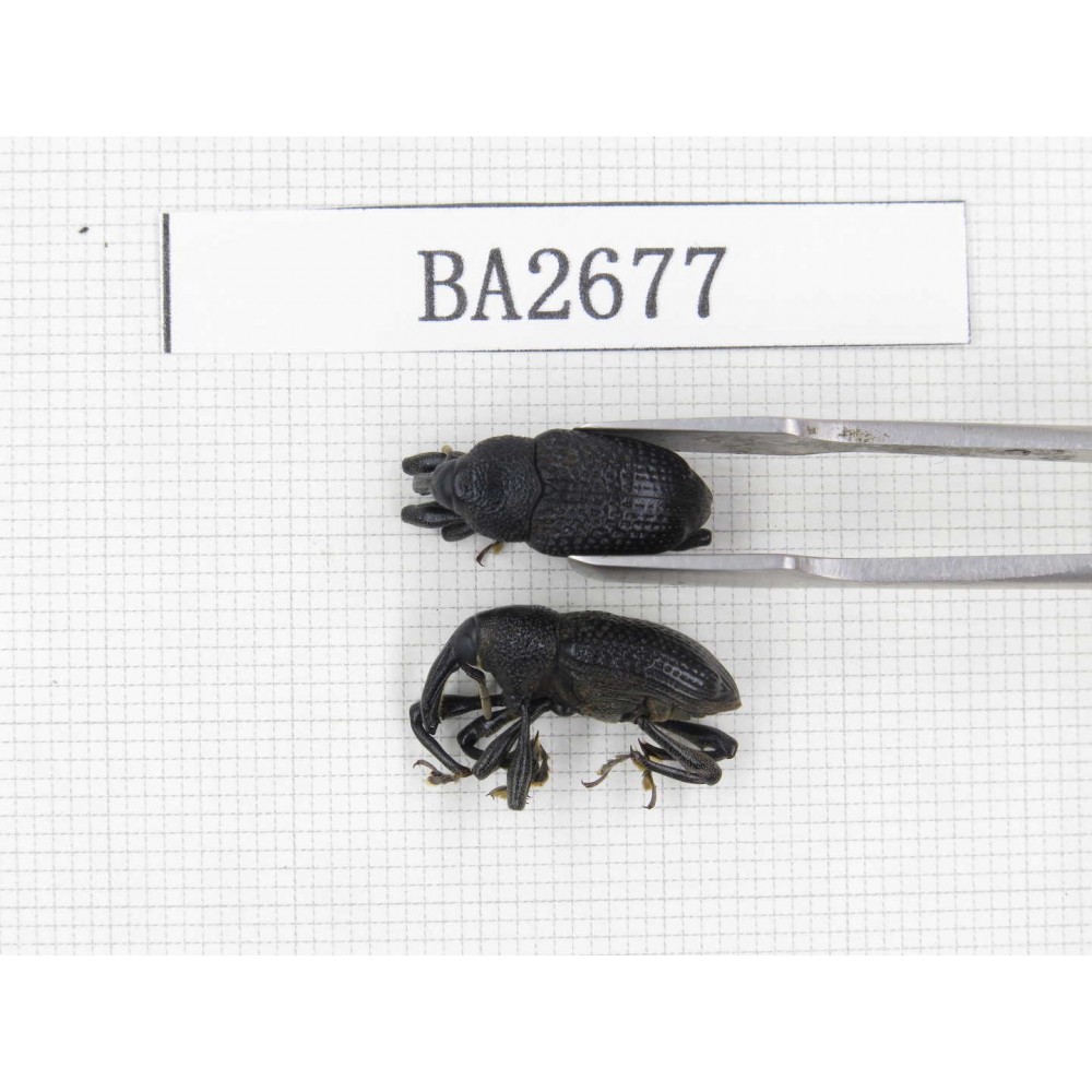 Curculionidae sp. Indonesia, Yapen Island. 2Pcs. BA2677.
