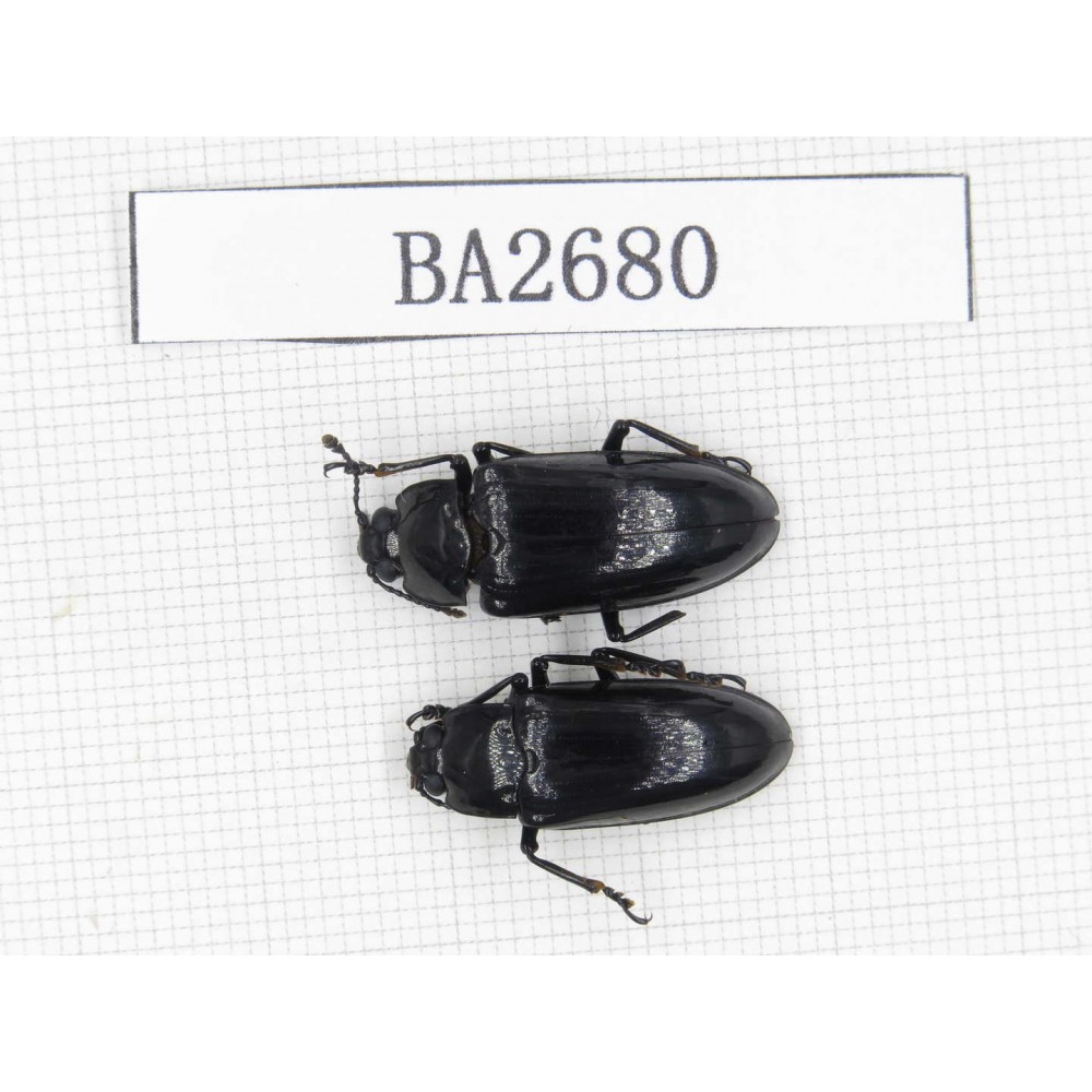 Coleoptera sp. Indonesia, Yapen Island. 2Pcs. BA2680.