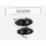 Coleoptera sp. Indonesia, Yapen Island. 2Pcs. BA2680.