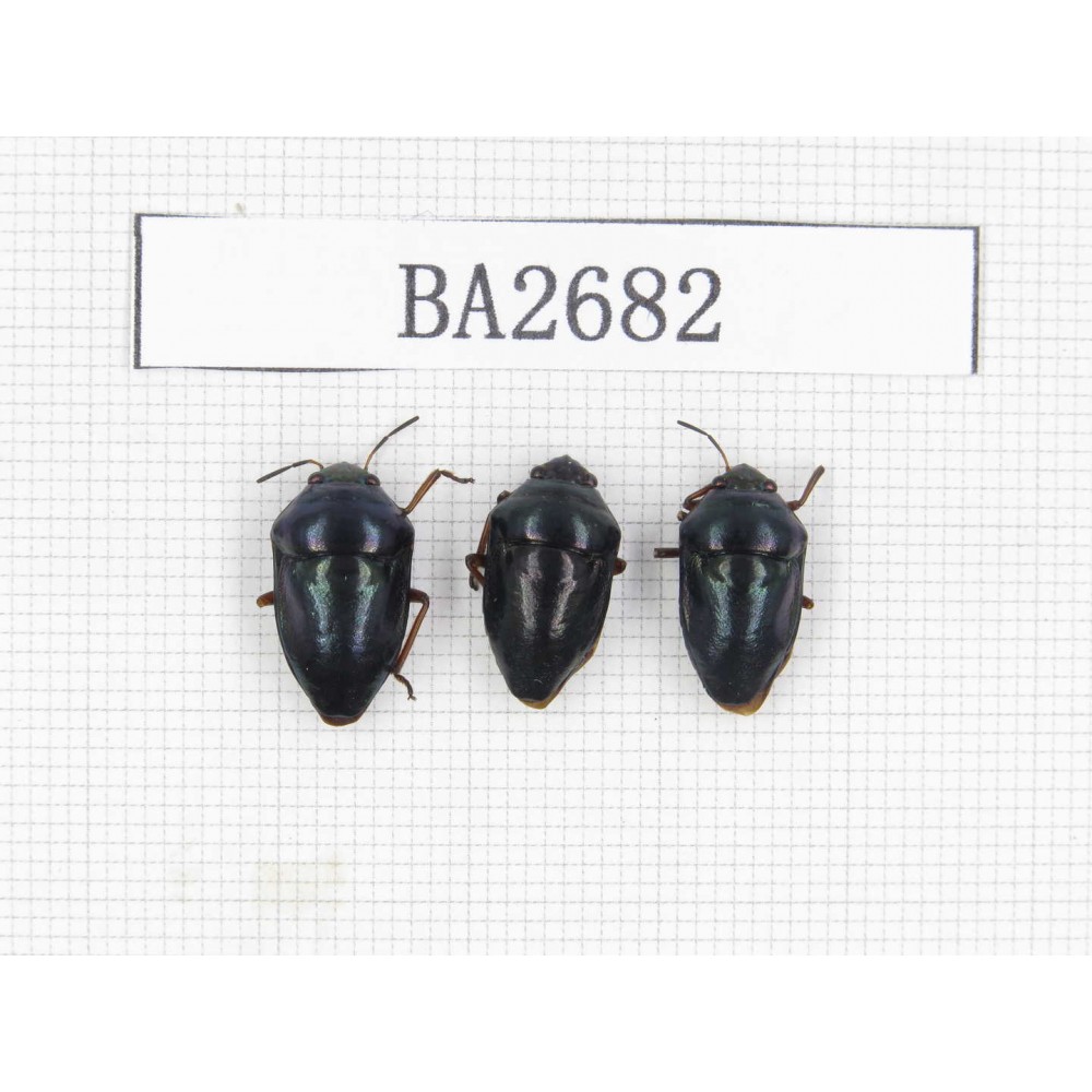 Hemiptera sp. Indonesia, Yapen Island. 3Pcs. BA2682.