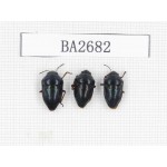 Hemiptera sp. Indonesia, Yapen Island. 3Pcs. BA2682.