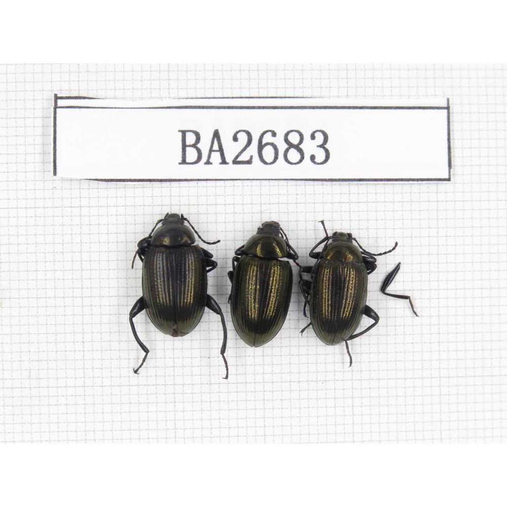 Tenebrionidae sp. Indonesia, Yapen Island. 3Pcs. BA2683.