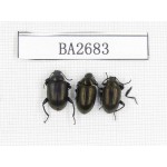 Tenebrionidae sp. Indonesia, Yapen Island. 3Pcs. BA2683.