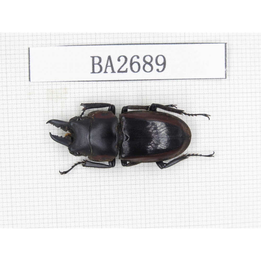 Prosopocoilus sp. Indonesia, Yapen Island. 1M. BA2689.