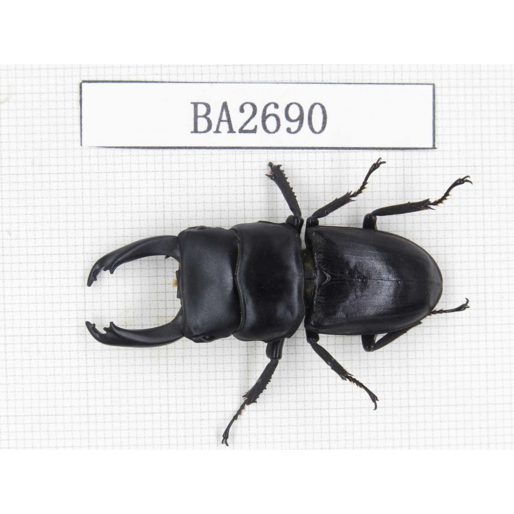 Dorcus sp. China, Yunnan, Pingbian county, Mt.Daweishan. 1M. BA2690.