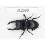 Dorcus sp. China, Yunnan, Pingbian county, Mt.Daweishan. 1M. BA2690.