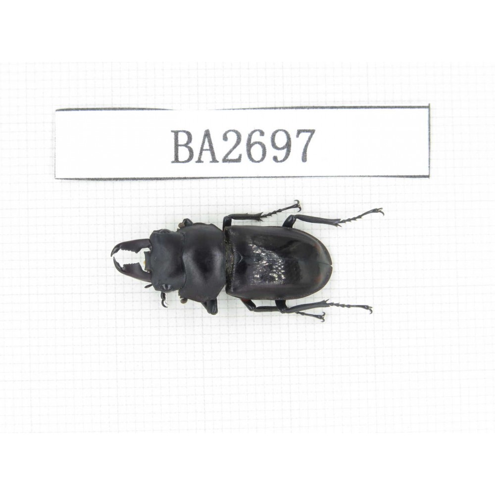 Dorcus sp. Myanmar, Kechin, Nanse. 1M. BA2697.