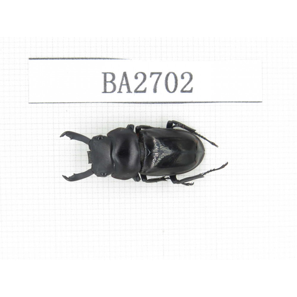Dorcus sp. Myanmar, Kechin, Nanse. 1M. BA2702.