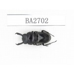 Dorcus sp. Myanmar, Kechin, Nanse. 1M. BA2702.