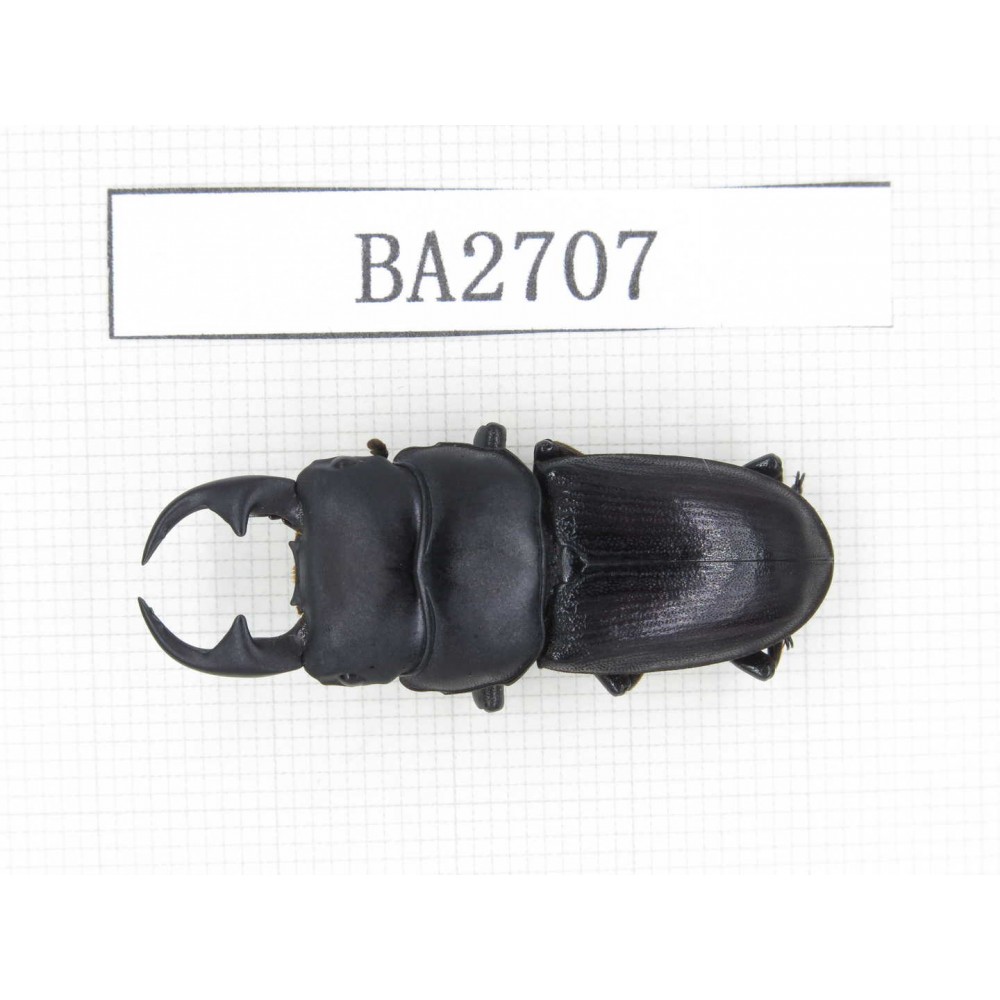 Dorcus sp. Myanmar, Kechin, Nanse. 1M. BA2707.