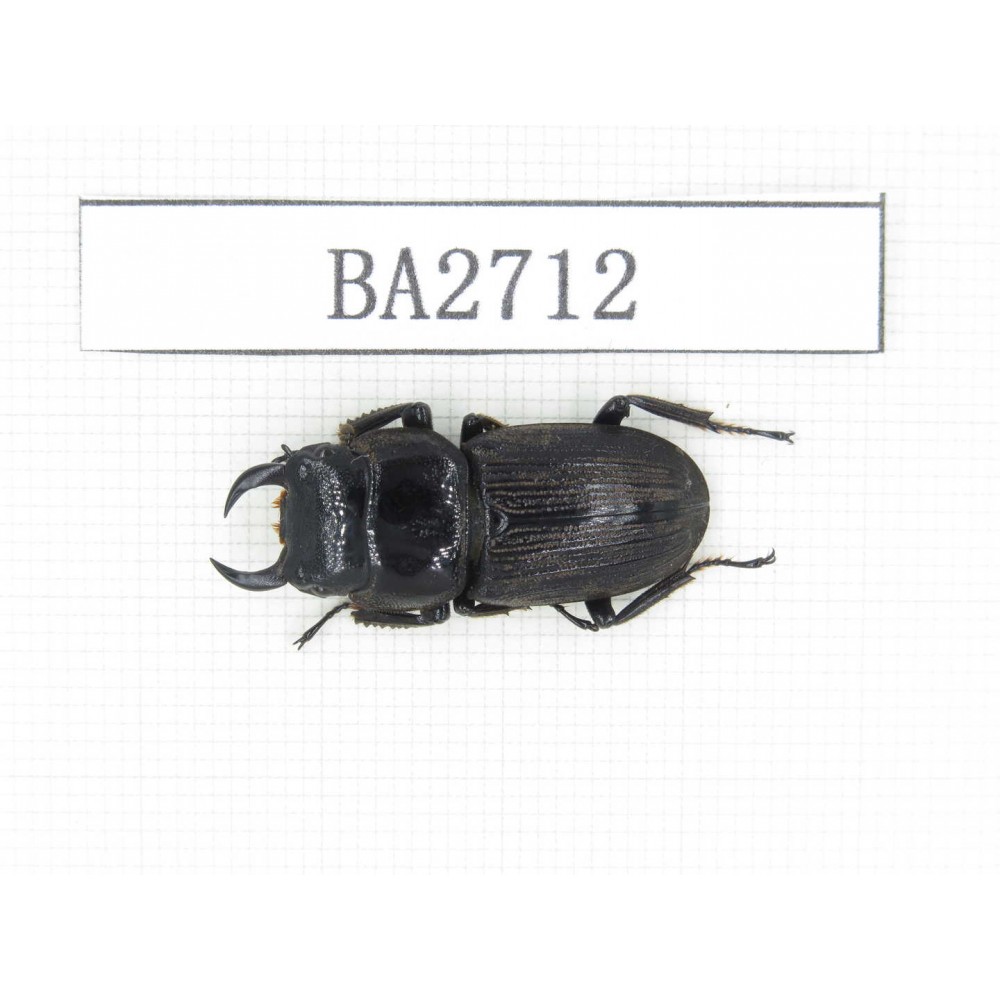 Dorcus sp. Myanmar, Kechin, Nanse. 1M. BA2712.